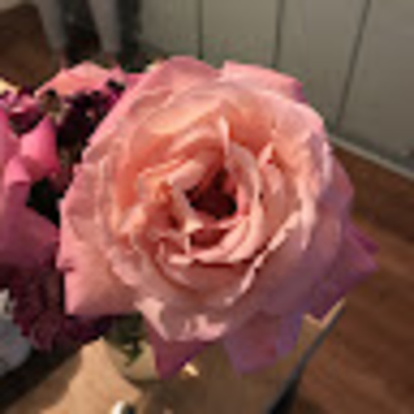 Meet your Posher, Paula - Picture 1 of 1